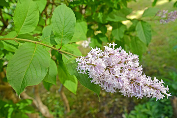 Blossoming of a lilac Hungarian (Syringa josikaea J. Jacq. ex Rchb.)