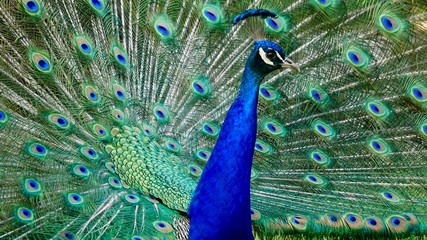 Fototapeta premium Pfau, Hahn, Rad