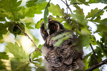 baby owl bird tree background