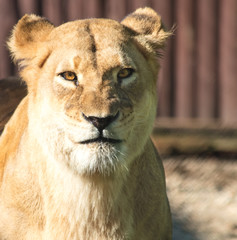 Obraz premium Close up da leoa