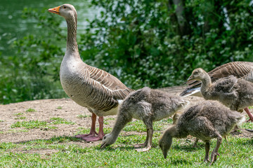 Greylag geese (anser anser) with offspring