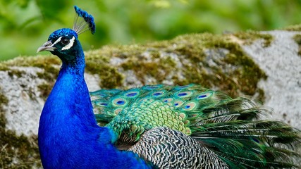 Fototapeta premium Pfau, Hahn, Rad