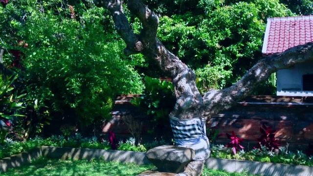 Fragipani Old Tree In The Middle Balinese Dalem Temple Garden Yard,  Ringdikit Village, North Bali, Indonesia