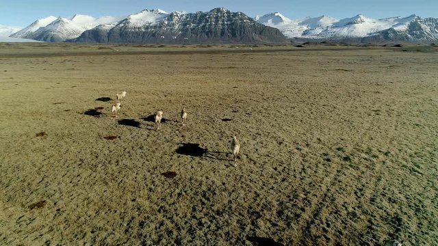 Icelandic reindeers running by the mossy hills in Iceland