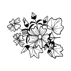 Mallow flowers vector illustration. black white hand drawing