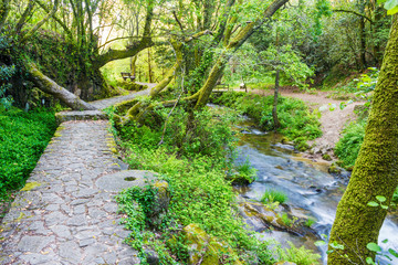 Fototapeta premium Path and river on the green forest