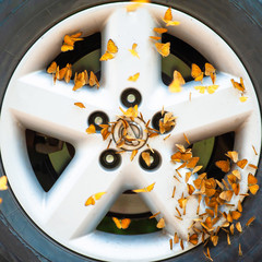 Swarm of Small Leopard Butterflies feeding on alloy rim.