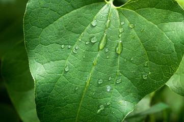 Morning dew on a green leaf in the garden.