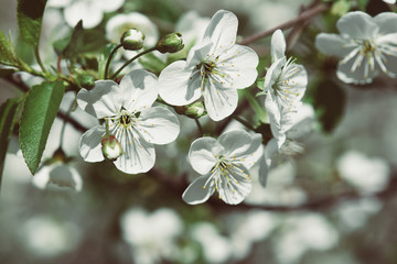 Cherry flowers frame