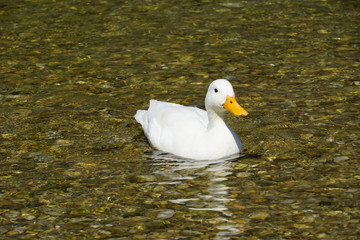 White duck on water