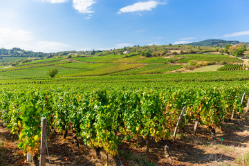 Fototapeta na wymiar La Roche de Solutré with vineyards, Burgundy, France