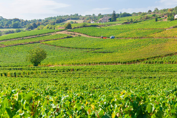 Fototapeta na wymiar Beautiful view of the vineyards in Burgundy, France