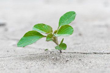 a small but powerful spout plant makes his way and breaks the cement pavement