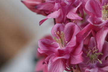 closeup of pink flower