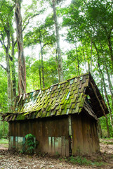 An old wooden cabin in a tropical forest in springtime.