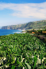 Banana plantation in the valley near the ocean shore - 274127068