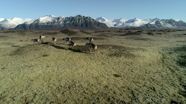 Icelandic reindeers running by the mossy hills in Iceland