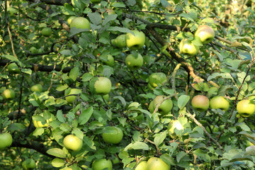 apple branch with ripe apples close-up in the rays of sun. Autumn harvest concept