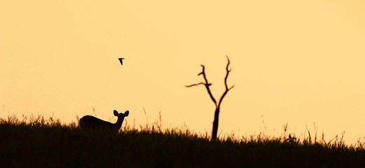 A female Hog deer walking in the grassland at dusk.