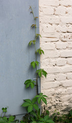 Vine growing on the wall