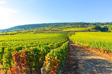 Beautiful view of the  vineyards in Burgundy, France