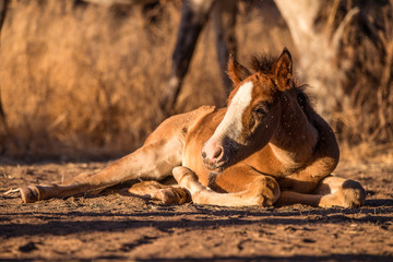 Salt River Horses, Arizona