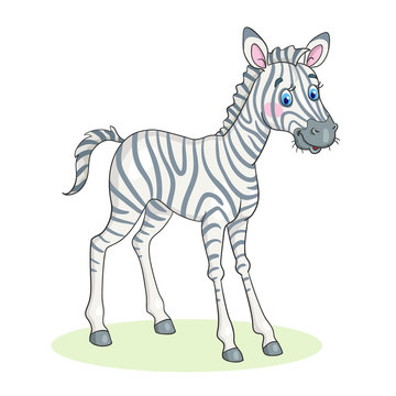 Little zebra cub. In cartoon style. Isolated on white background. Vector illustration.