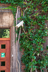 CCTV camera on an ivy-curled stone wall