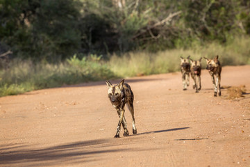 African wild dog running on gravel road in Kruger National park, South Africa ; Specie Lycaon pictus family of Canidae