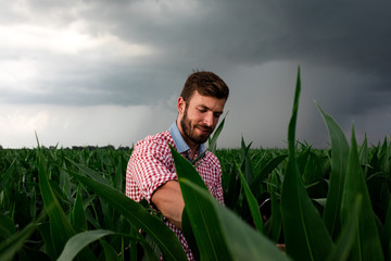 Young farmer standing in corn field examining crop.