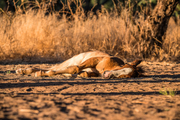Salt River Horses, Arizona