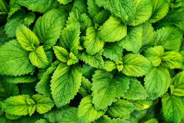 Foto op Aluminium Mint leaves background. Green mint leaves pattern layout design. Ecology natural creative concept. Top view nature background with spearmint herbs © spyrakot