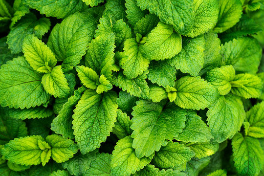 Mint leaves background. Green mint leaves pattern layout design. Ecology natural creative concept. Top view nature background with spearmint herbs