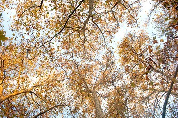 Llega el otoño a Buenos Aires y todo es de color