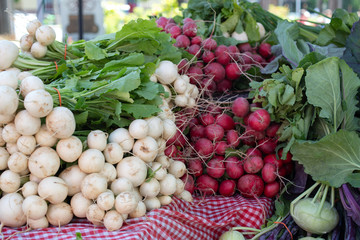 Freshly harvested, white and purple radish. Organic fresh vegetables at farmers market.