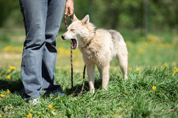 Photo of dog with leash and woman in jeans on walk in park on summer day