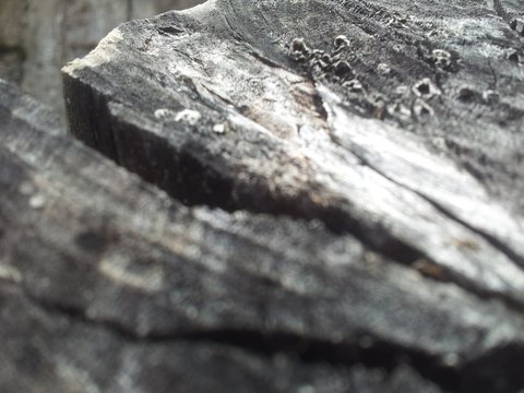 Tronco