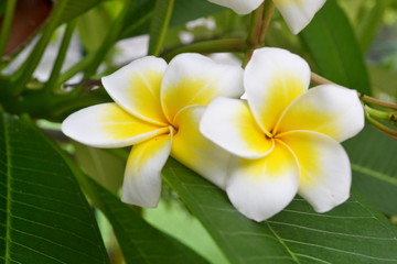 Obraz na płótnie Canvas flowers frangipani plumeria