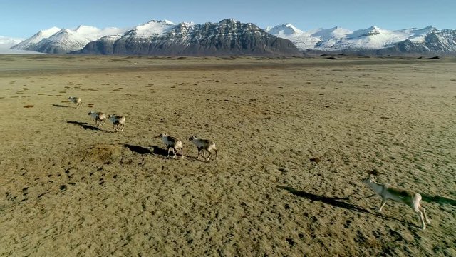 Icelandic reindeers running by the mossy hills in Iceland