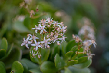 Obraz premium Flores