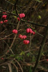 Fototapeta premium Beeren
