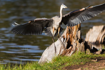 Blue Heron lands