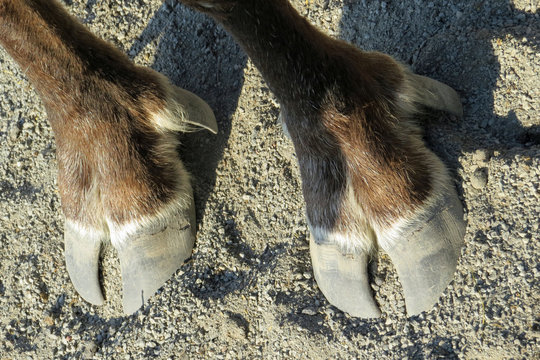 Two hooves of an Swedisch elk / moose