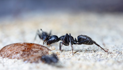big forest ants in a native habitat