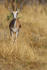 Impala (Aepyceros melampus)