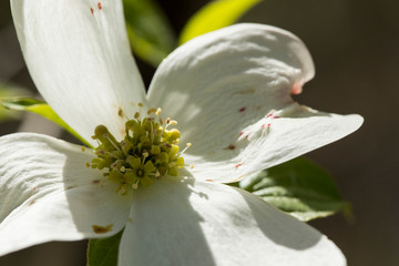 Dogwood flowers in the Ozarks