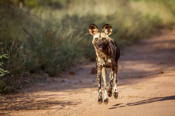 African wild dog in Kruger National park, South Africa ; Specie Lycaon pictus family of Canidae