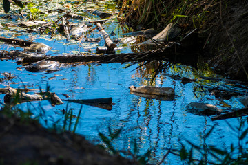 Disposable bottles pollute the environment