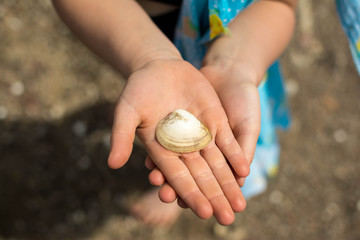 in the hands of a baby shells