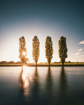 Four poplars and a canal in coutryside with sun